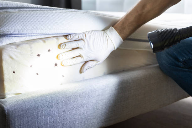 Best Ant Control Services  in Pleasant Valley, WV